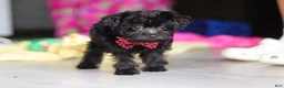 Yorkiepoo dogs for sale: Ricky - Ad 22