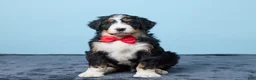 Bernedoodle dogs for sale: Jackson - Ad 3