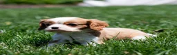 Cavalier King Charles Spaniel dogs for sale: Allen Cavalier King Charles Spaniel Puppy  - Ad 20