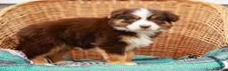 Australian Shepherd dogs for sale: Reba - Ad 6