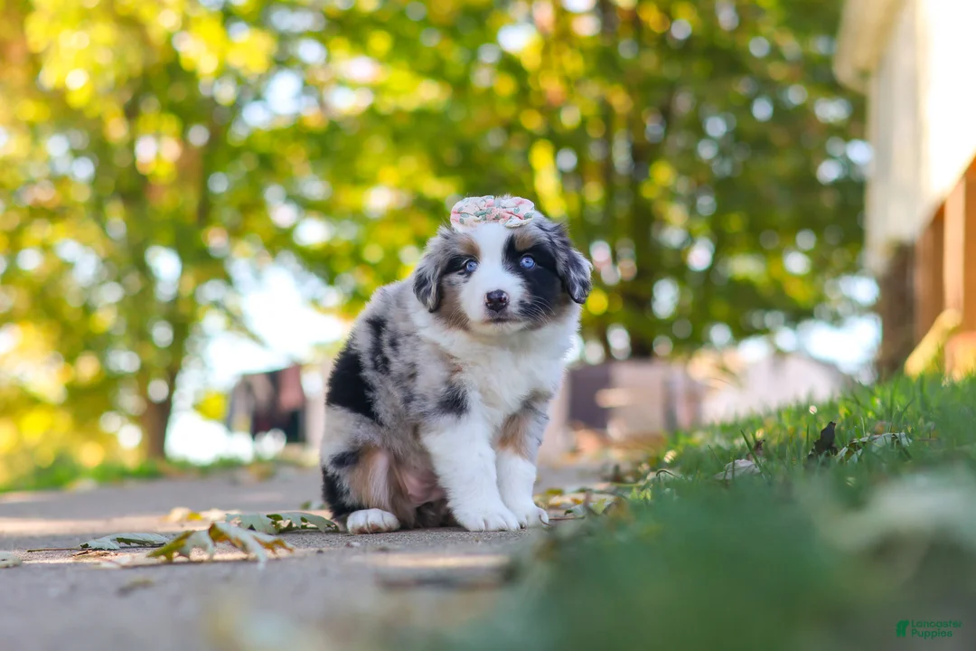 Miniature Australian Shepherd dogs for sale: Zoomer - Ad 5