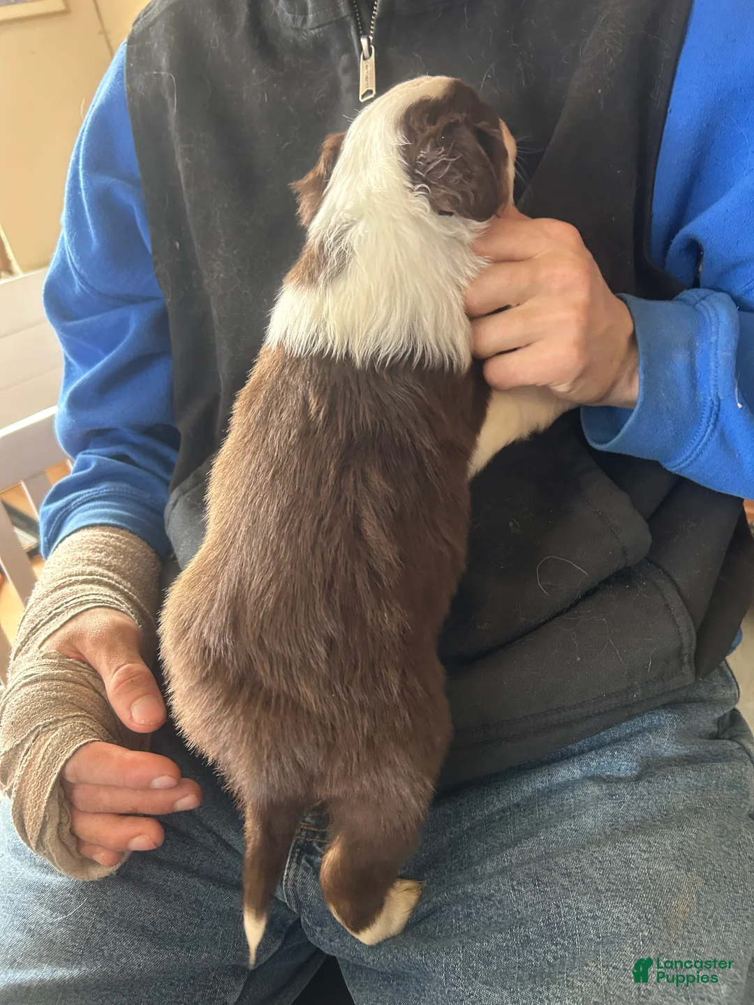 Australian Shepherd dogs for sale: Annie Oakley - Ad 3