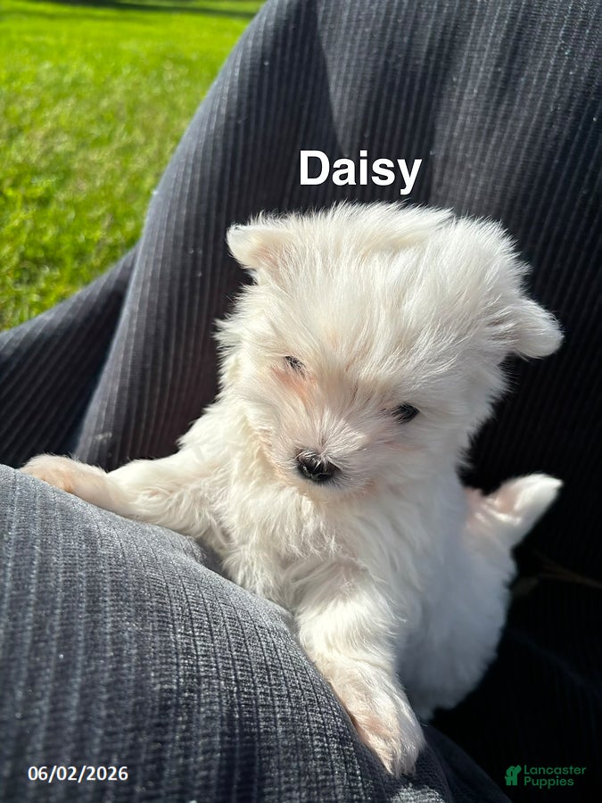 Maltese dogs for sale: Daisy - Ad 2