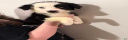 Border Collie dogs for sale: Border Collie 3 - Ad 6