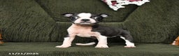 Boston Terrier dogs for sale: River - Ad 5