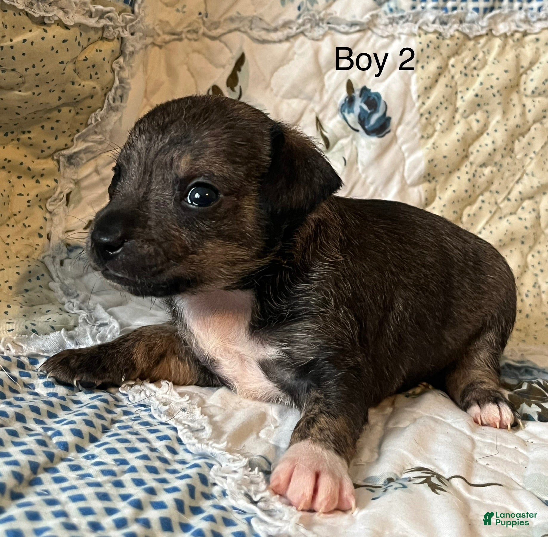 Chiweenie dogs Chiweenie 2 - Ad 1