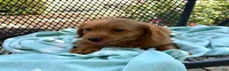 Mini Goldendoodle dogs for sale: Gus - Ad 10