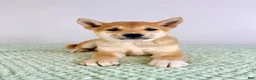 Shiba Inu dogs for sale: Lucy - Ad 4