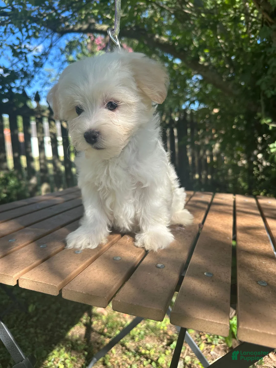 Maltese dogs for sale: Maltese 1 - Ad 2
