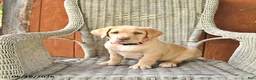 Labrador Retriever dogs for sale: Lilly - Ad 1