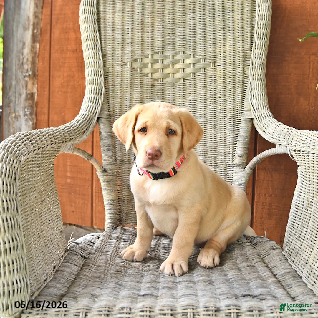 Labrador Retriever dogs for sale: Lilly - Ad 1