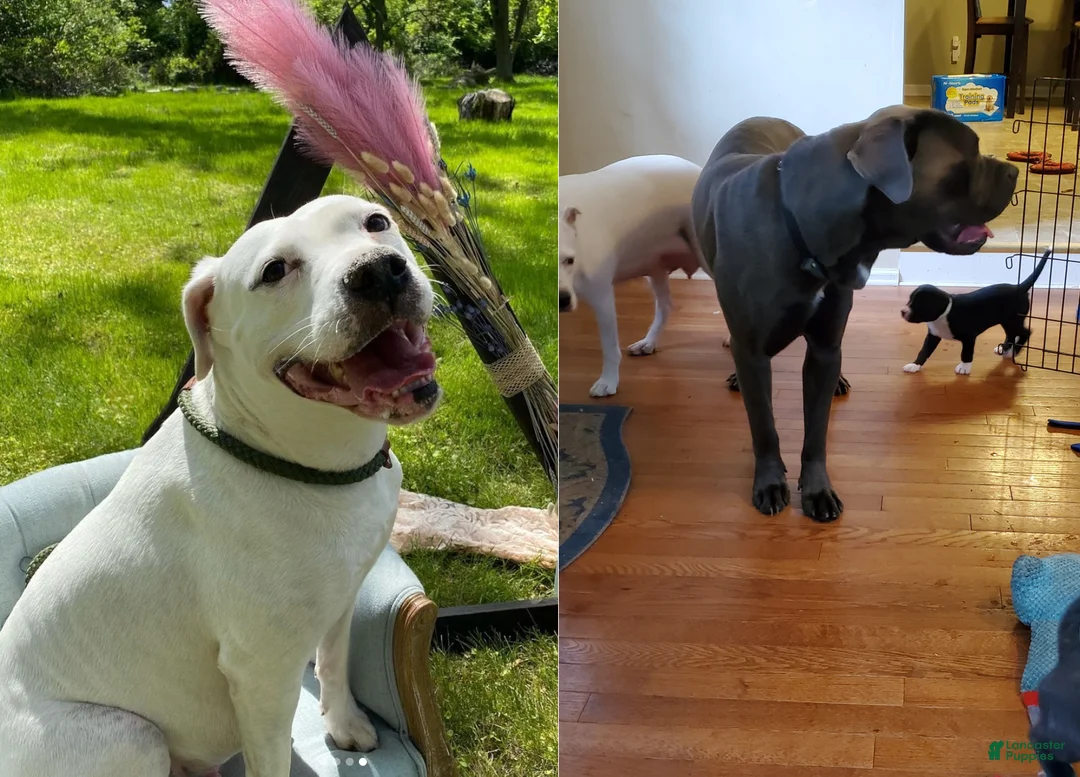 Gallery Image {{count}}