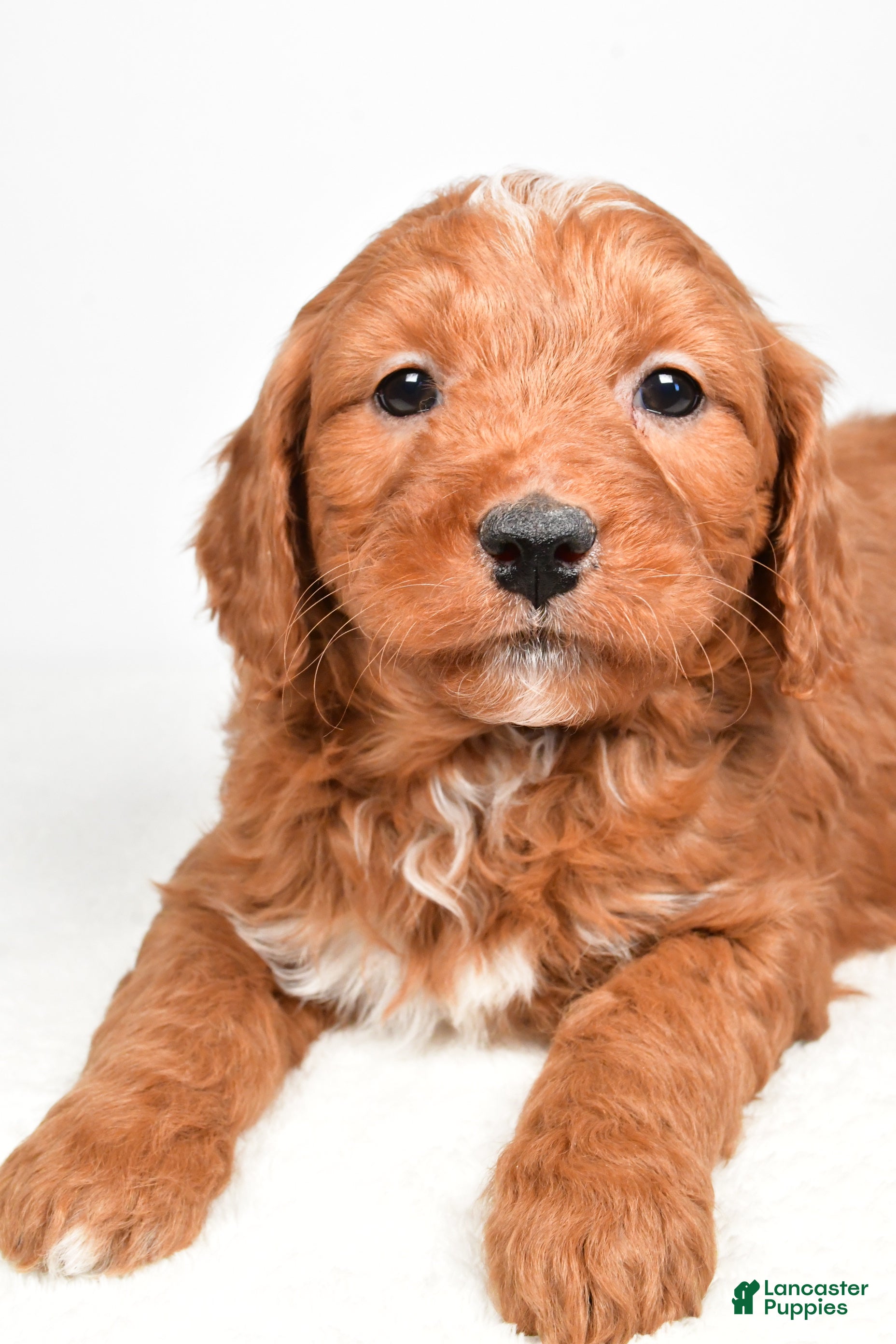 Mini Goldendoodle dogs Blake - Ad 2