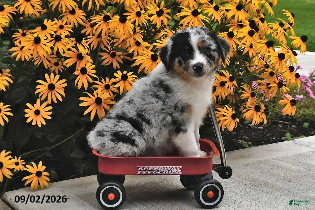 Australian Shepherd dogs for sale: Jewel - Ad 2
