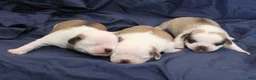 Puggle dogs for sale: Chewy - Ad 47