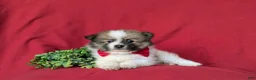 Pomeranian dogs for sale: Bigsby - Ad 5