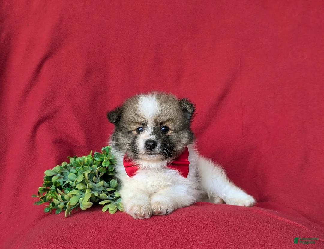 Pomeranian dogs for sale: Bigsby - Ad 5
