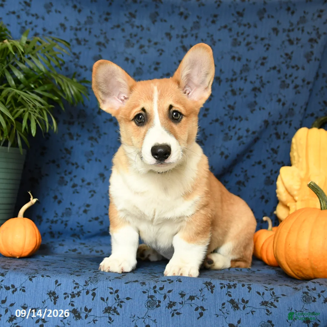 Welsh Corgi Pembroke dogs for sale: Lucky - Ad 2