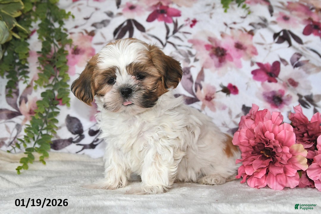 Shih Tzu dogs for sale: Jenna - Ad 3