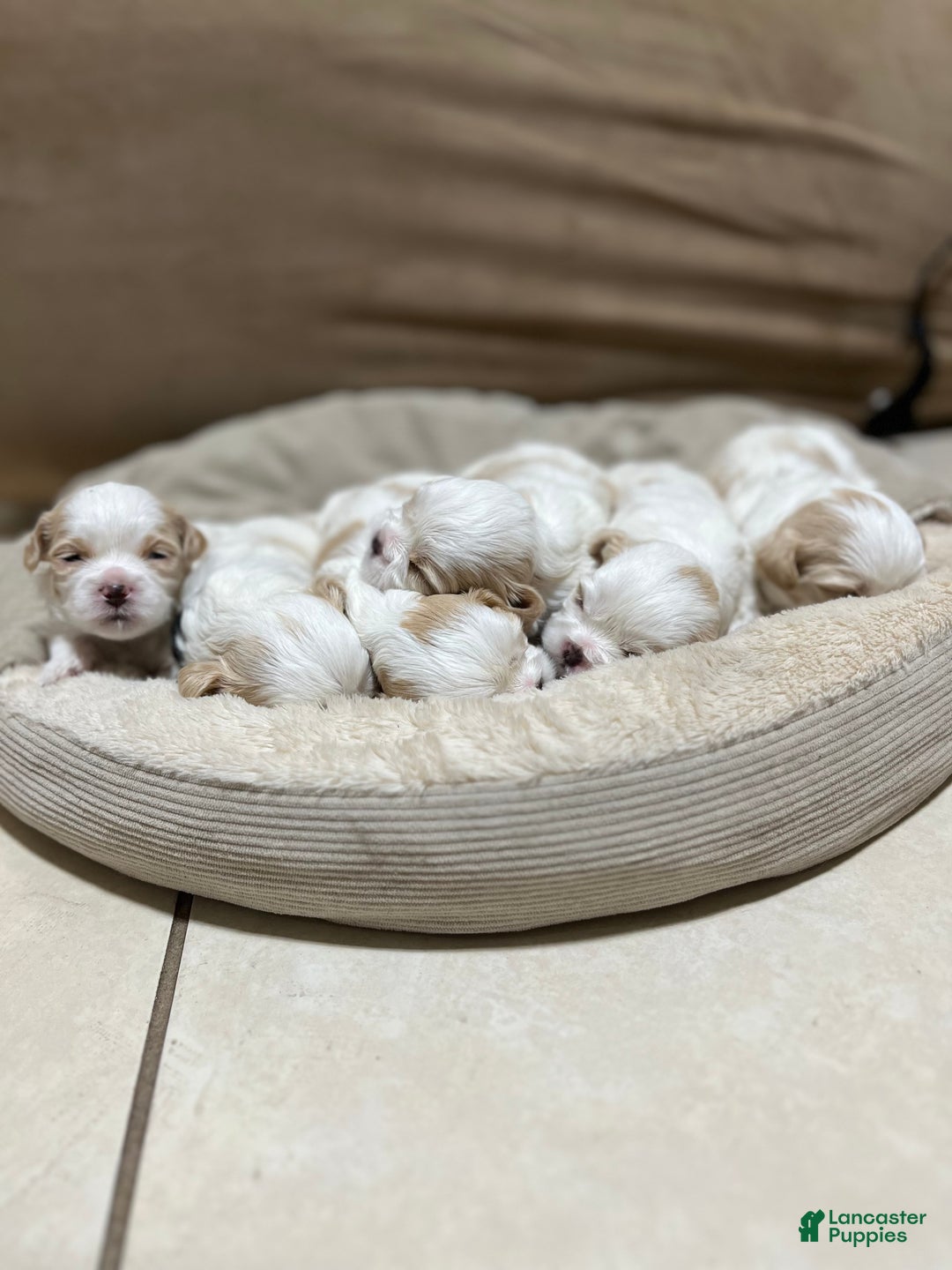 Shih Tzu dogs for sale: Rose - Ad 7