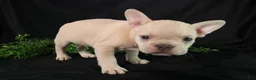 French Bulldog dogs for sale: Lenny - Ad 7