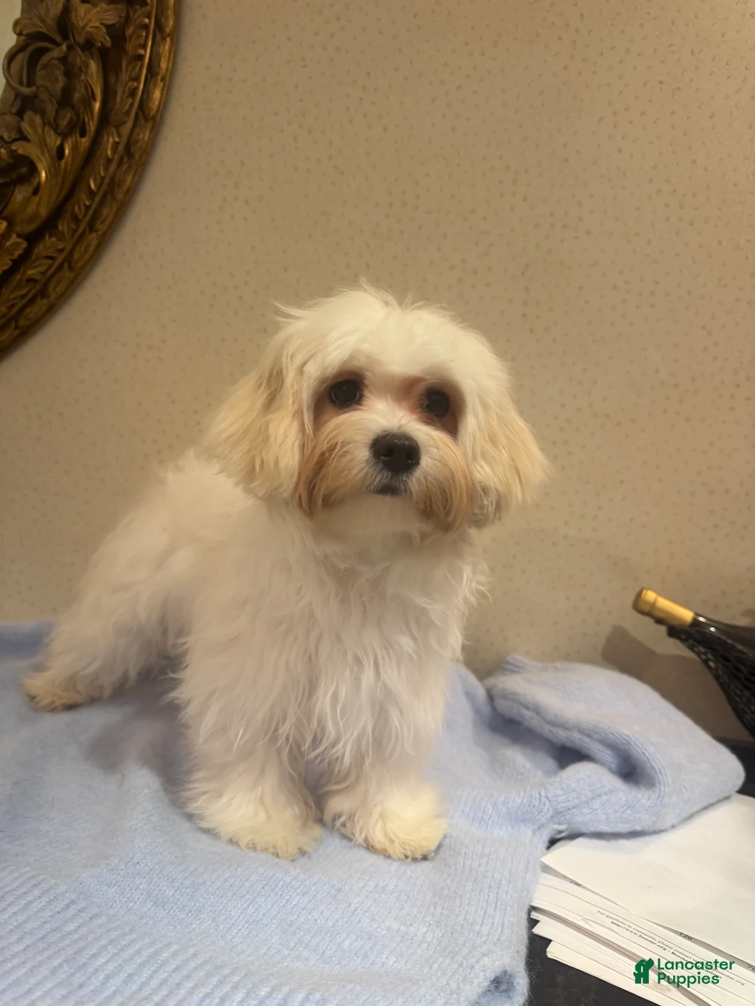 Mixed Breed dogs for sale: Lemon - Ad 1