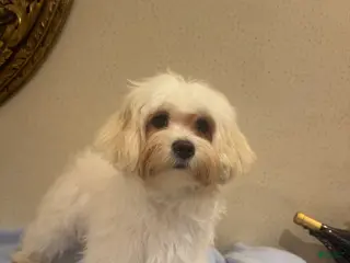 Mixed Breed dogs Lemon - Ad 2