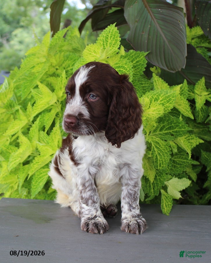 English Springer Spaniel dogs Macky - Ad 2