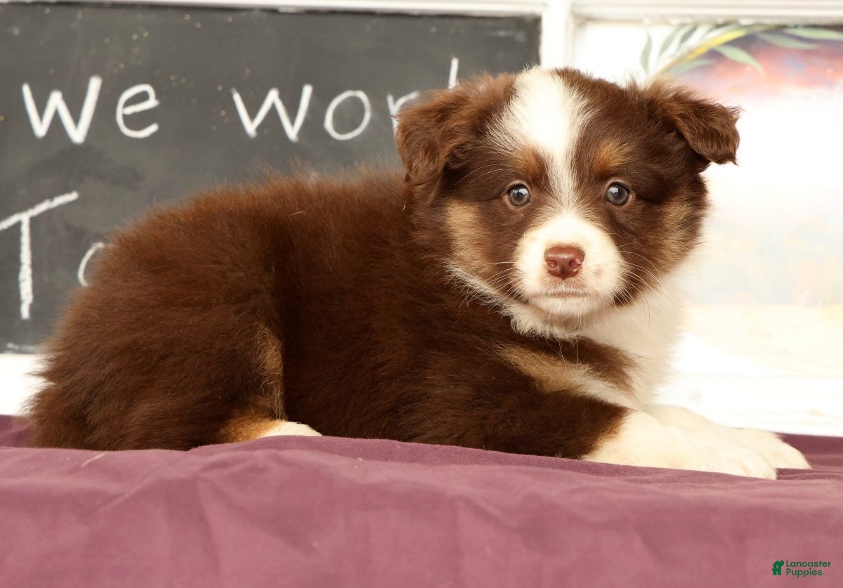 Miniature Australian Shepherd dogs Shelly - Ad 2
