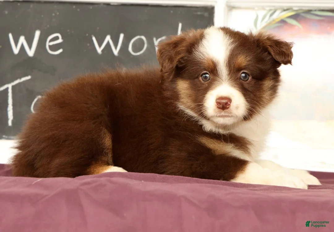 Miniature Australian Shepherd dogs for sale: Shelly - Ad 2