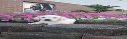 Labrador Retriever dogs for sale: Dustin - Ad 3