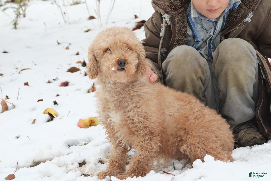 Miniature Poodle dogs for sale: Happy - Ad 3