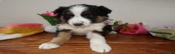 Mini Aussiedoodle dogs for sale: Mini Aussie-doodle Puppy 1 Missy - Ad 3