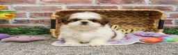 Shih Tzu dogs for sale: Dolly - Ad 6
