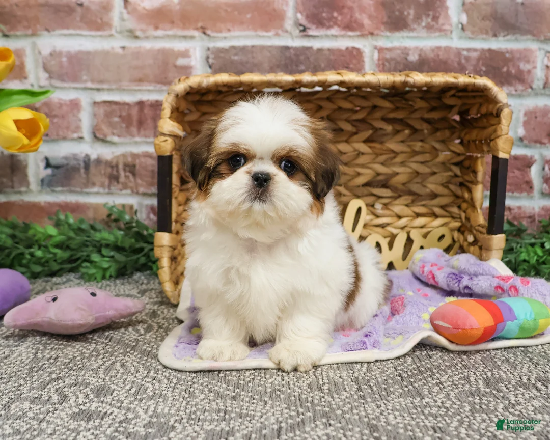 Shih Tzu dogs for sale: Dolly - Ad 6