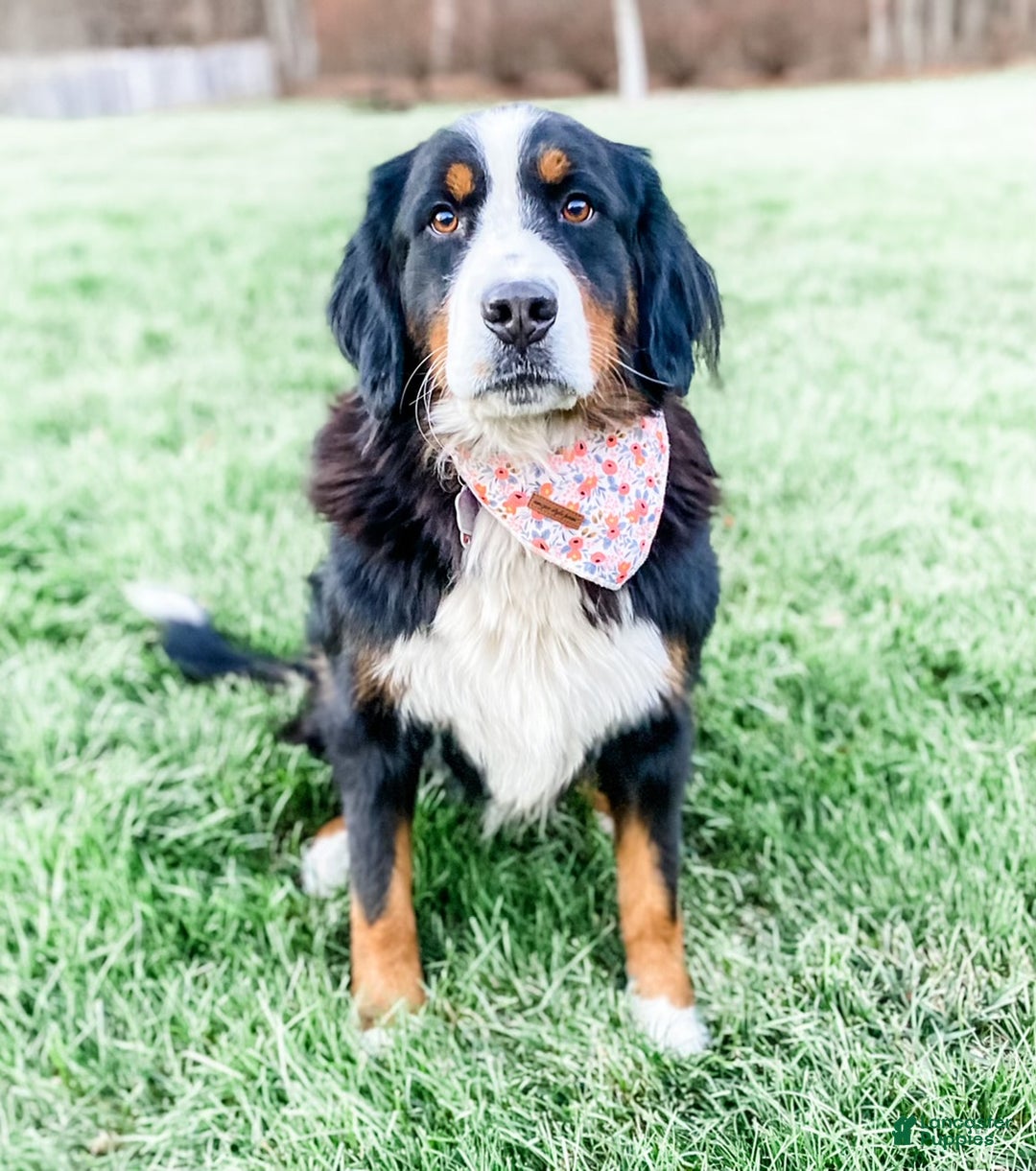 Bernedoodle dogs for sale: Cozy - Ad 6