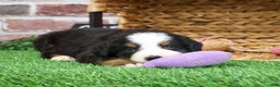 Bernese Mountain Dog dogs for sale: Holly  - Ad 5