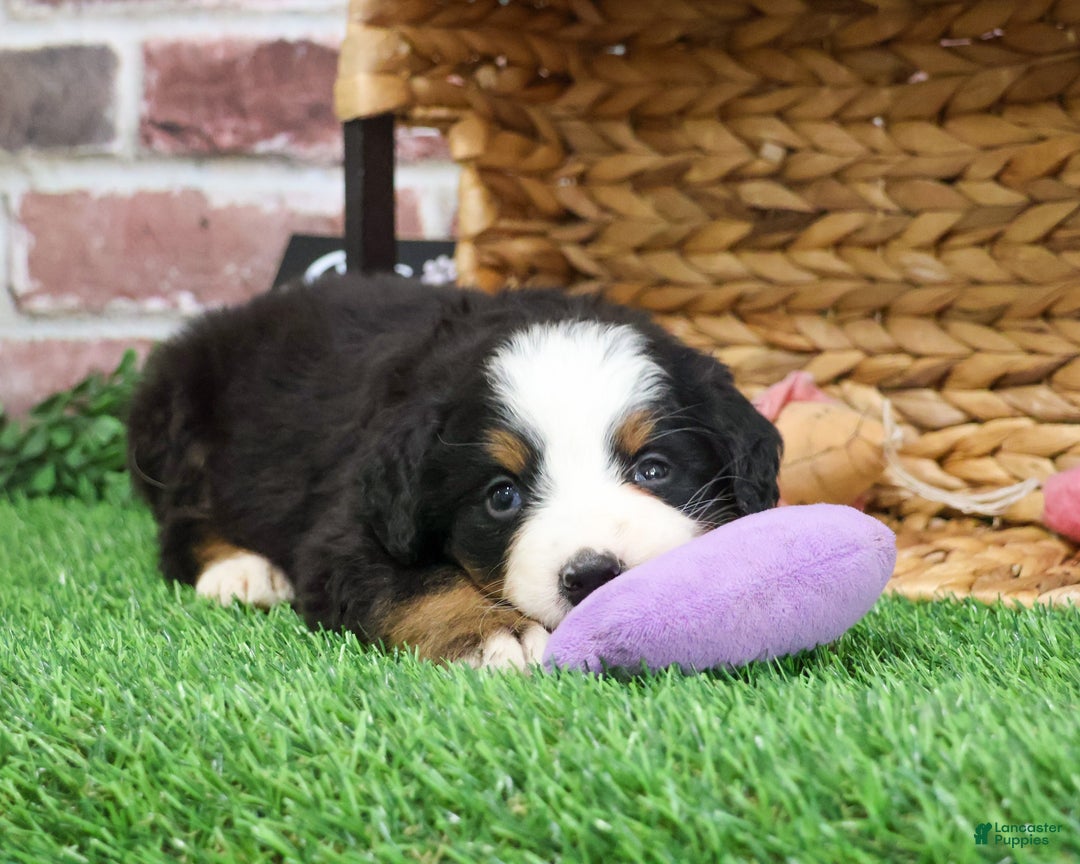 Bernese Mountain Dog dogs for sale: Holly  - Ad 5