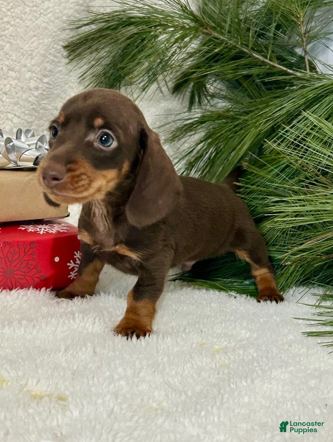 Miniature Dachshund dogs for sale: Buckeye - Ad 2