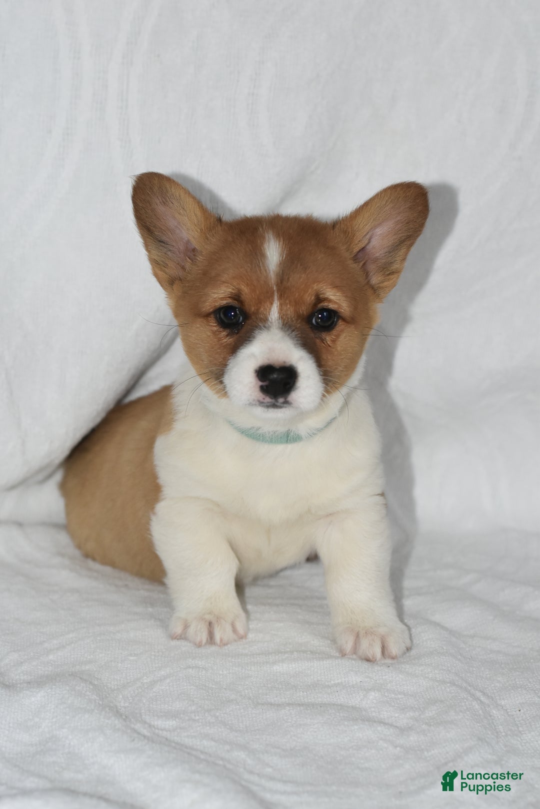 Welsh Corgi Pembroke dogs for sale: Tidbit - Ad 1