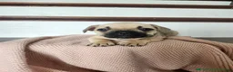 French Bulldog dogs for sale: Dorah - Ad 5