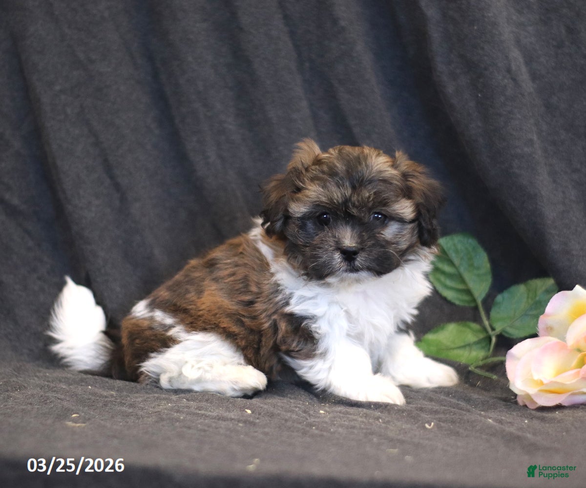 Teddy Bear dogs Nina - Ad 1