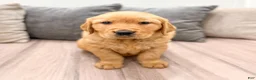 Golden Retriever dogs for sale: Boomer - Ad 8