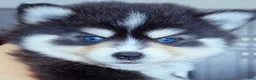 Pomsky dogs for sale: Roslyn - Ad 3