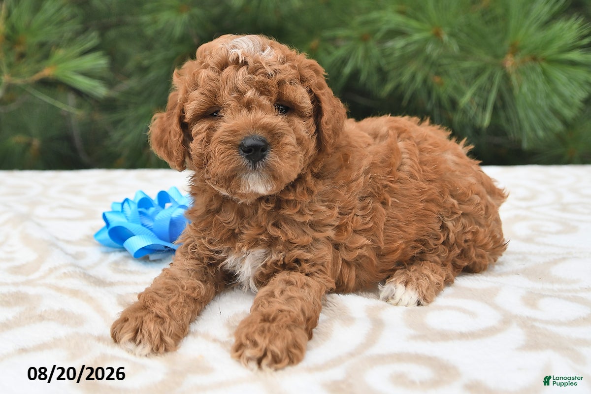 Mini Goldendoodle dogs Ollie - Ad 2