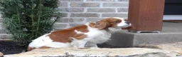 Cavalier King Charles Spaniel dogs for sale: Ruby - Ad 9