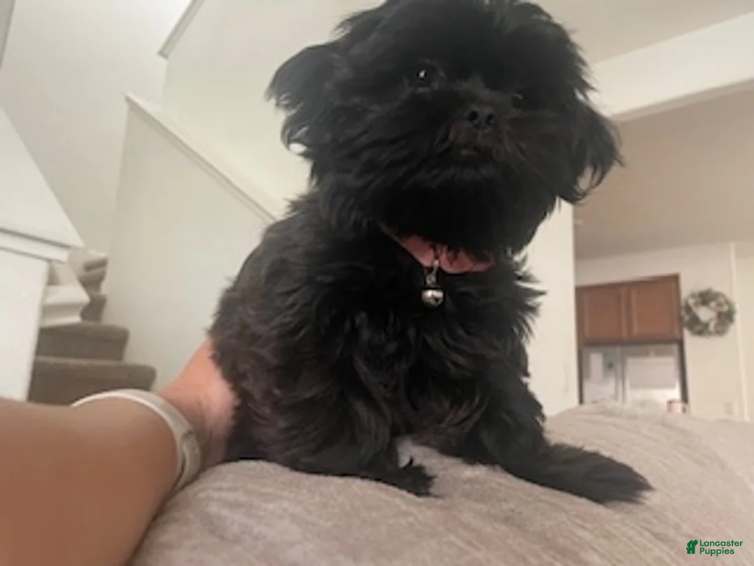 Shih Tzu dogs for sale: Shih Tzu Puppy 1 - Ad 2