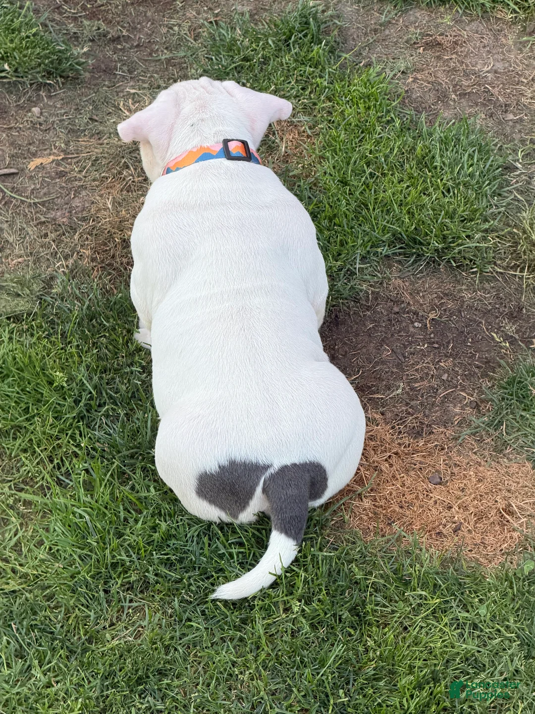 American Bulldog dogs for sale: American Bully  - Ad 2