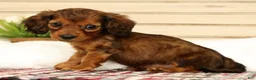 Miniature Dachshund dogs for sale: Gizmo - Ad 8