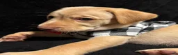 Labrador Retriever dogs for sale: Scrappy-Doo (lime)  - Ad 9